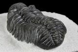 Adrisiops Weugi Trilobite - Recently Described Phacopid #137710-1